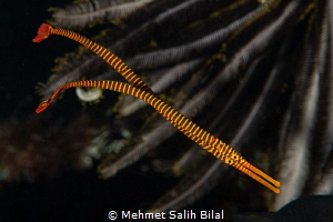 Banded pipefish couple. by Mehmet Salih Bilal 